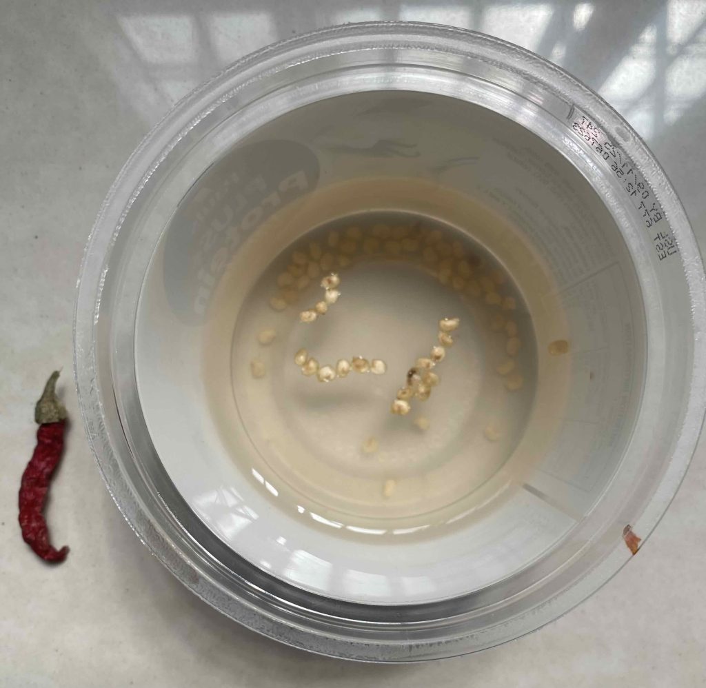 One mature, red chillie was split to extract it's seeds.