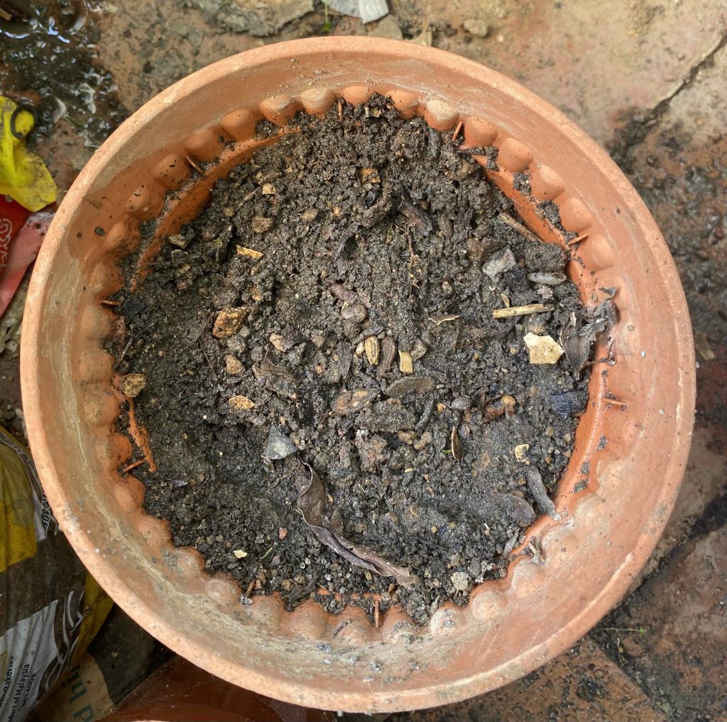 Tiny chillie seeds were scattered in the pot and then covered with a thin layer of soil.