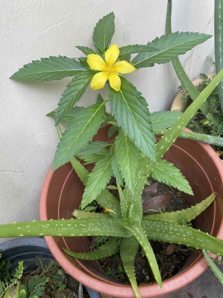 Latest yellow flower. Feb 2026.