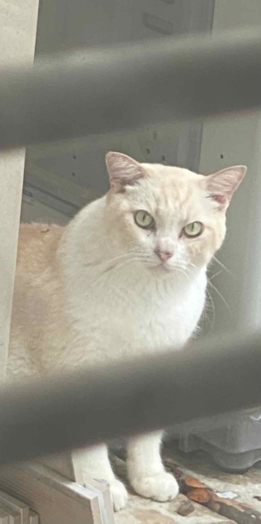 Cat came to visit. White coat with light brown patch. Light green eyes.