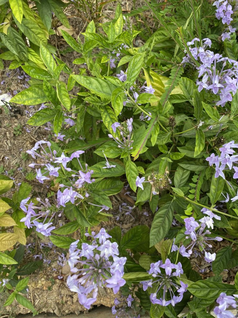 Light purple flowers April 2026