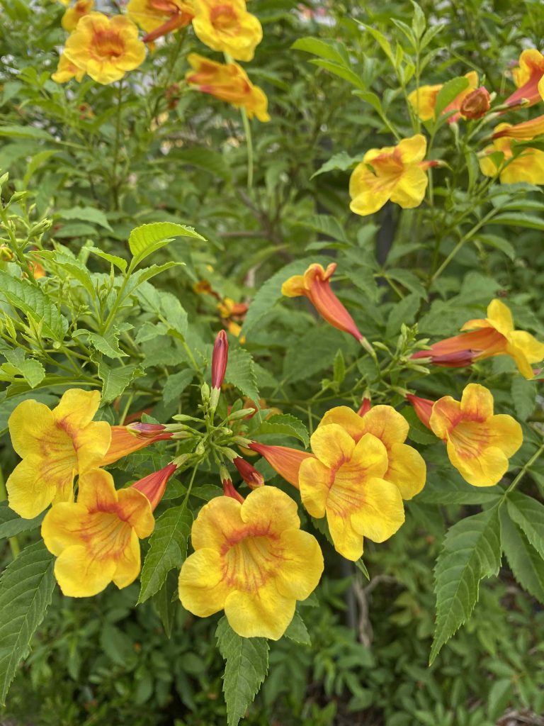 Yellow flowers, April 2026