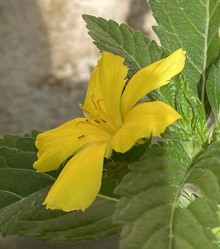 Yellow flower, April 2026.