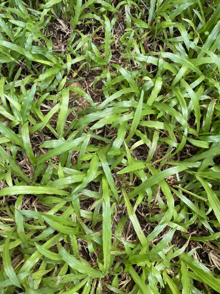 Before grass cut on May 24 2026.
