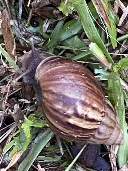Snail glides along grass blades.