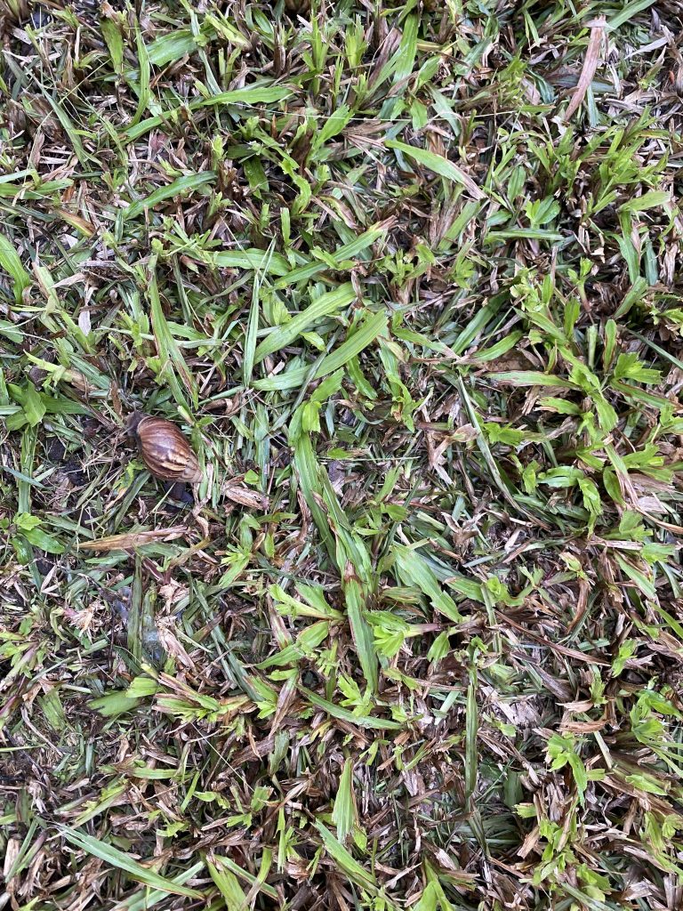After grass trimming, May 24, 2026.