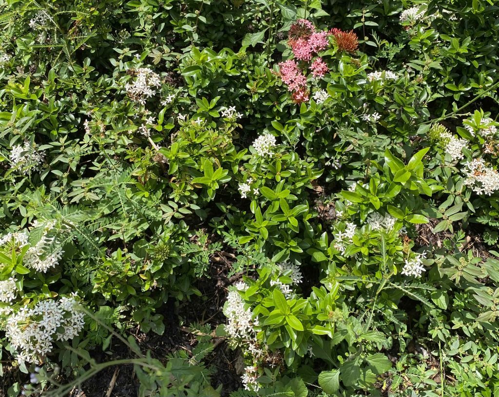 Red flowers. June 30 2026.