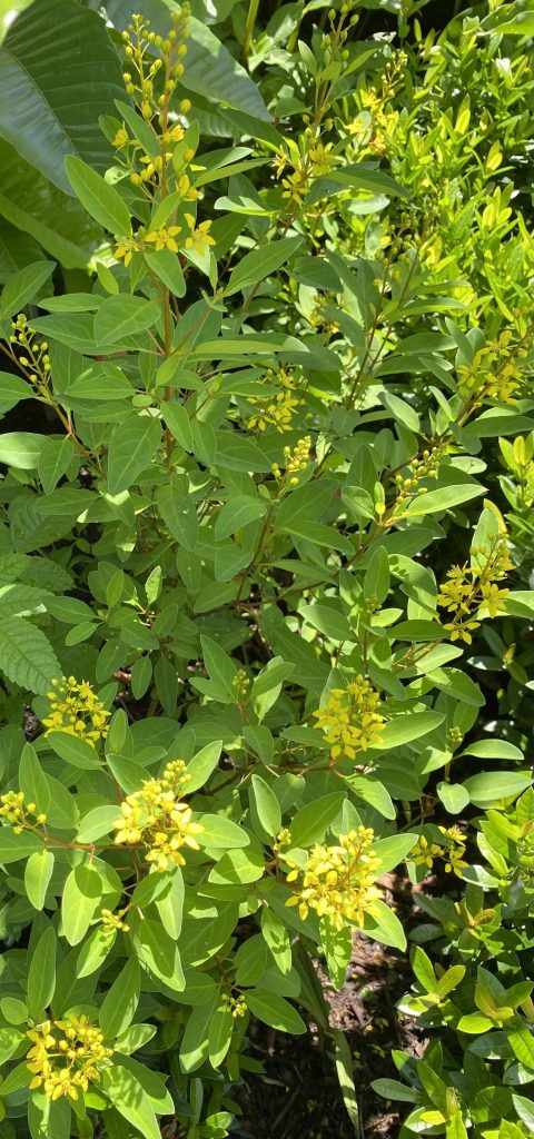 Yellow flowers among green leaves.