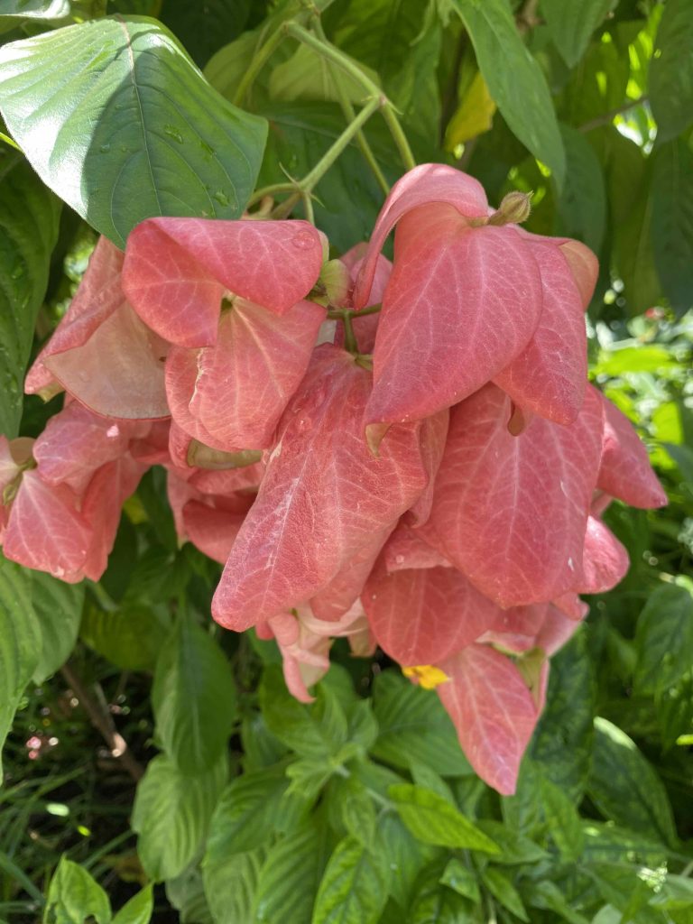 Red flowers. June 30 2026.