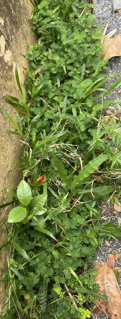 Weeds growing in flower bed along the sidewalk, Pic 2, June 30 2026.