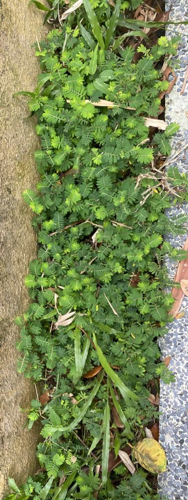 Weeds growing in flower bed along the sidewalk, Pic 1, June 30 2026.