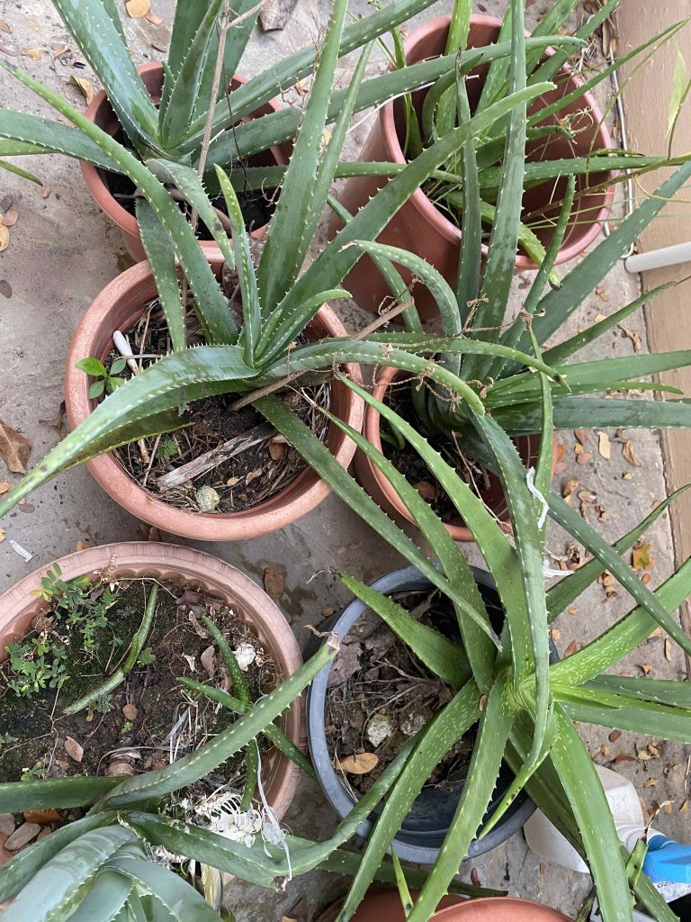 aloe vera plants.
