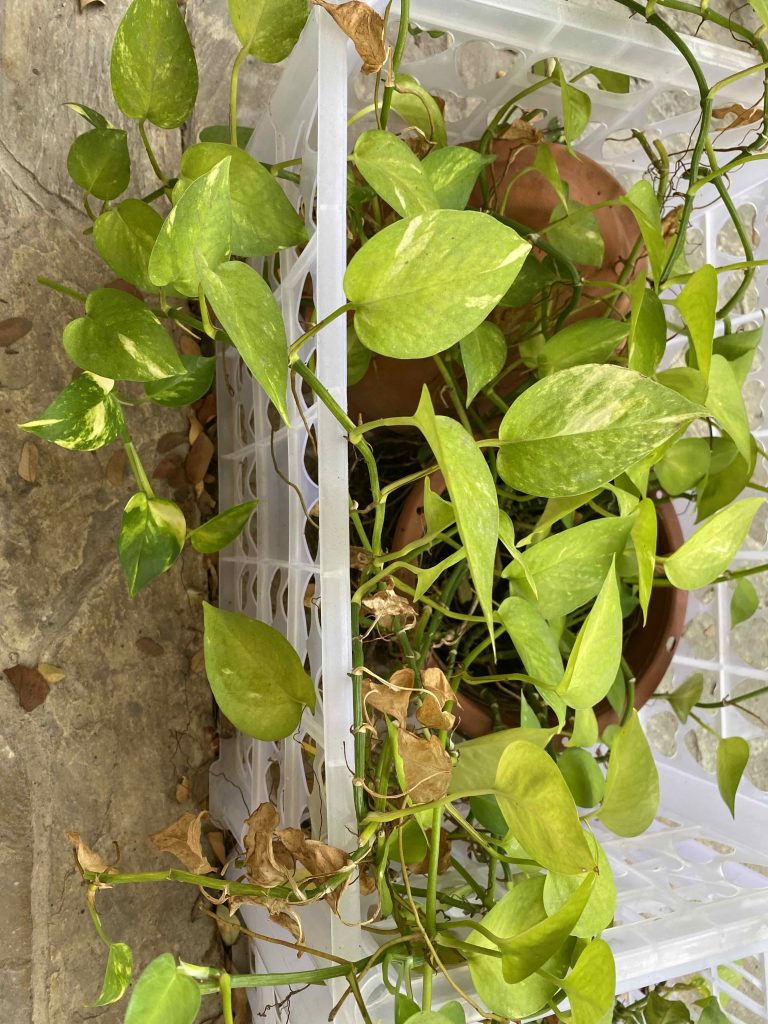 money plant.