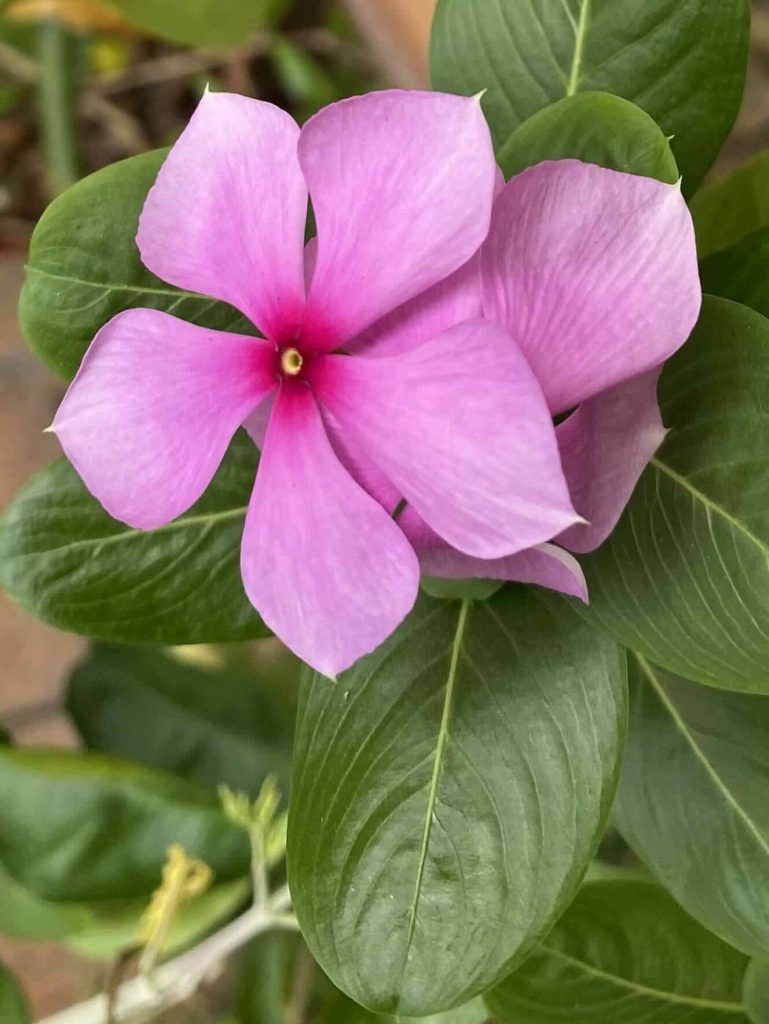 purple flower