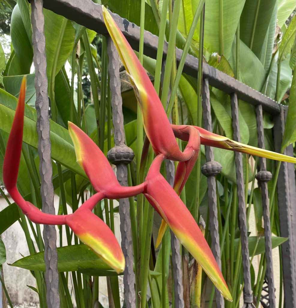 Bird of Paradize flower