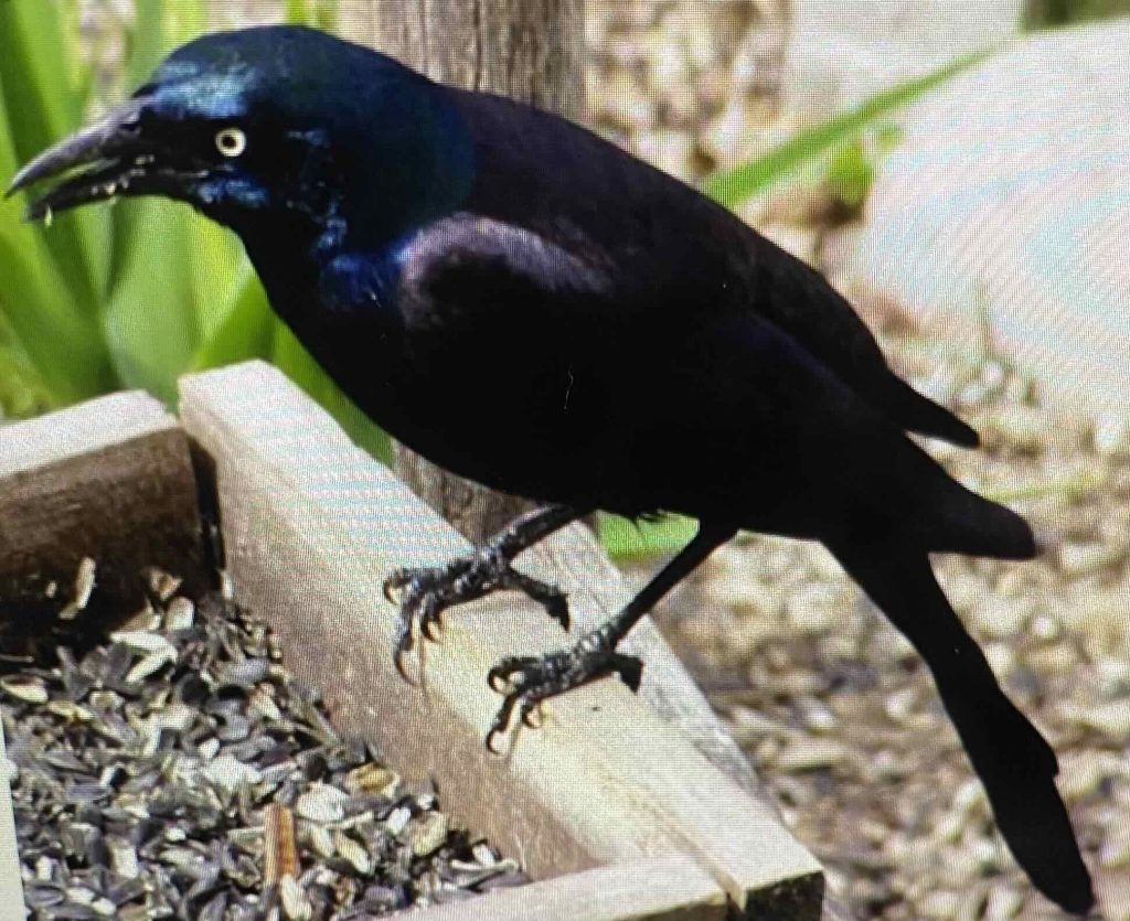 Crow
