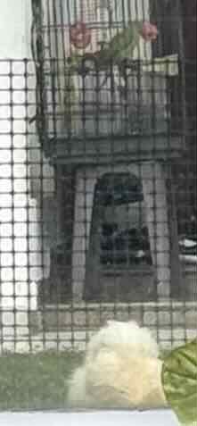 Bird in cage in background, fluffy white feathers hen/ chicken in foreground.