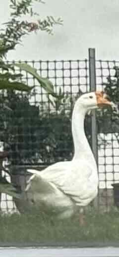 Goose, white feathers goose.
