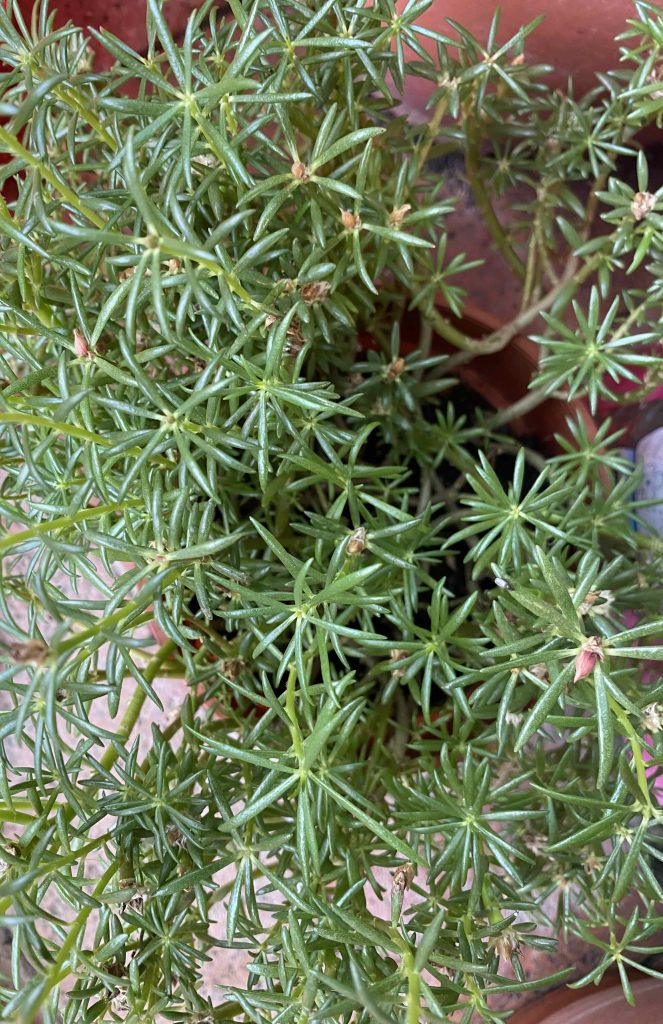 Desert Rose plant before flowering