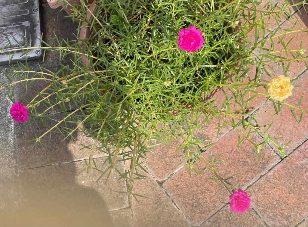 Desert Rose flowers