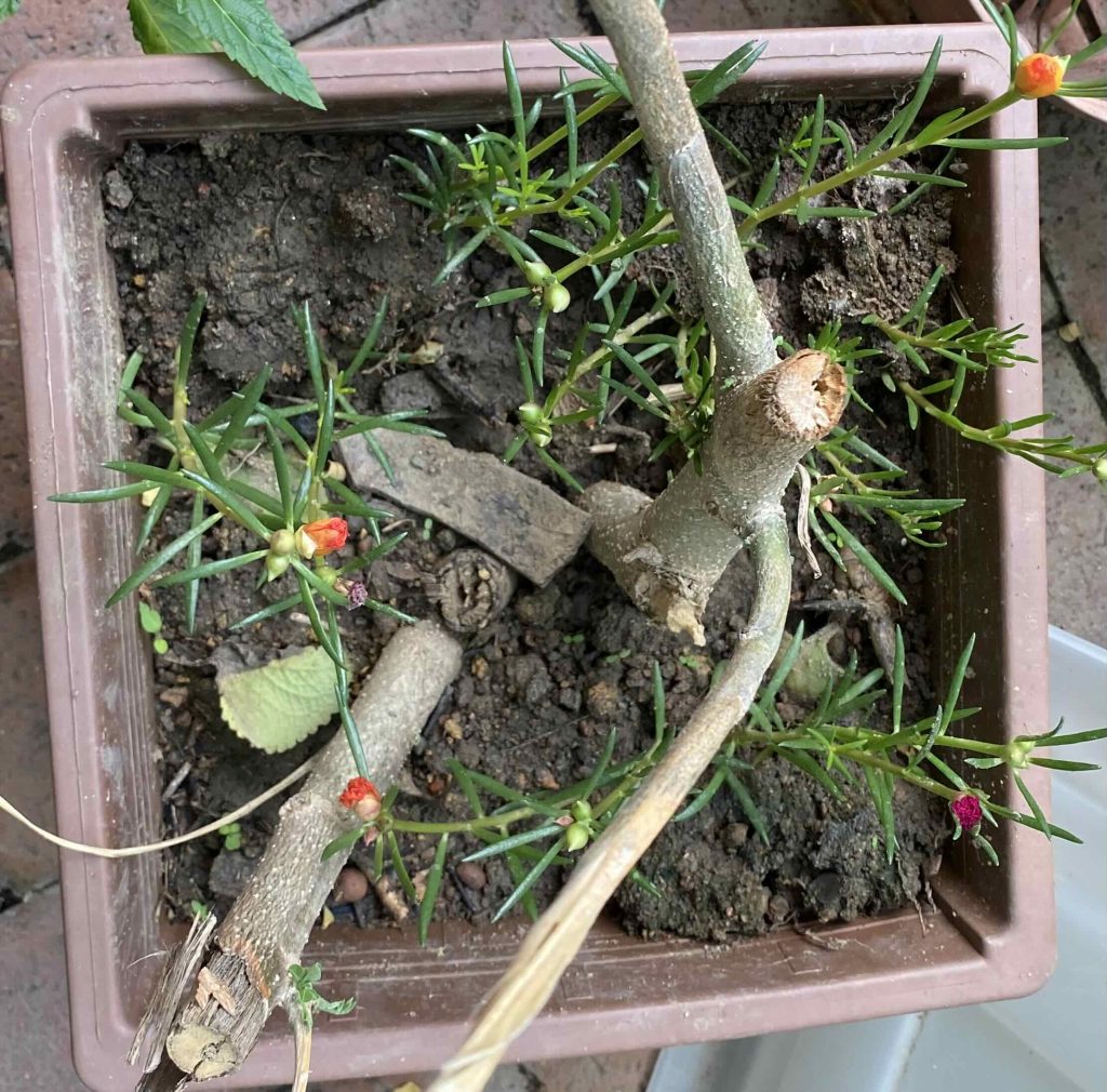 Younger Desert Rose in square pot.