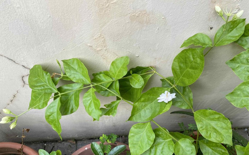 Jasmine