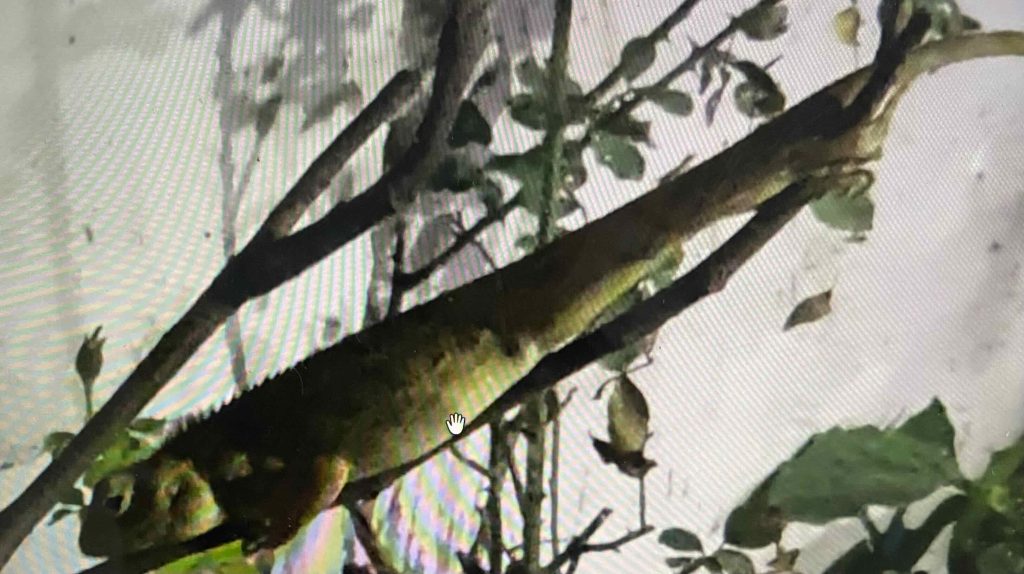 Lizard/ salamander/ reptile