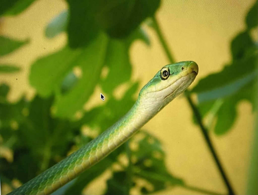 Long, thin, green snake.